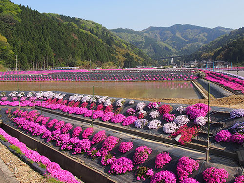 横津海の芝桜 | 若狭高浜観光協会公式ホームページ