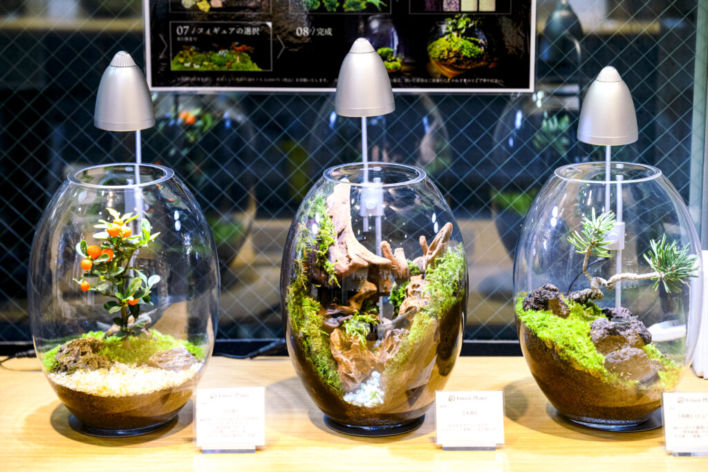 Green Planetのテラリウム | ワンダフルコウベweb