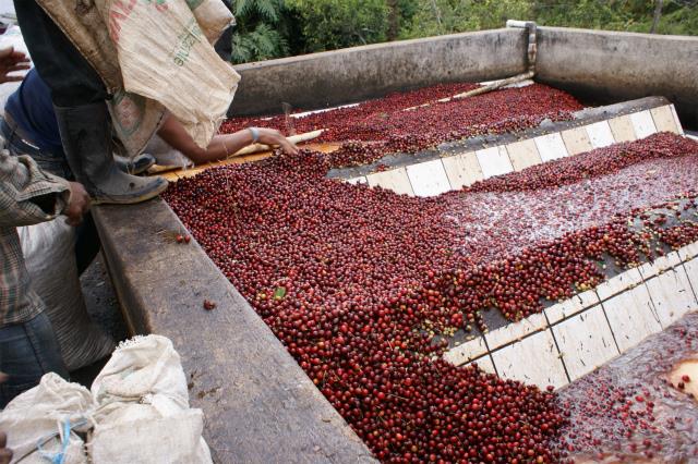 ワールドビーンズショップ / グァテマラ フロレンシア農園 ゲイシャ