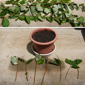 グミの木を挿し木で増やす｜果樹栽培記録