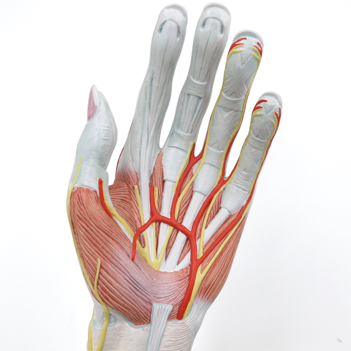 3B Scientific 筋肉上肢模型 左腕 筋肉解剖 6分解モデル 3B Scientific