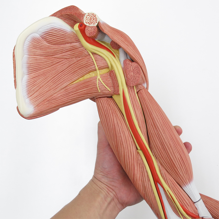 3B Scientific 筋肉上肢模型 左腕 筋肉解剖 6分解モデル