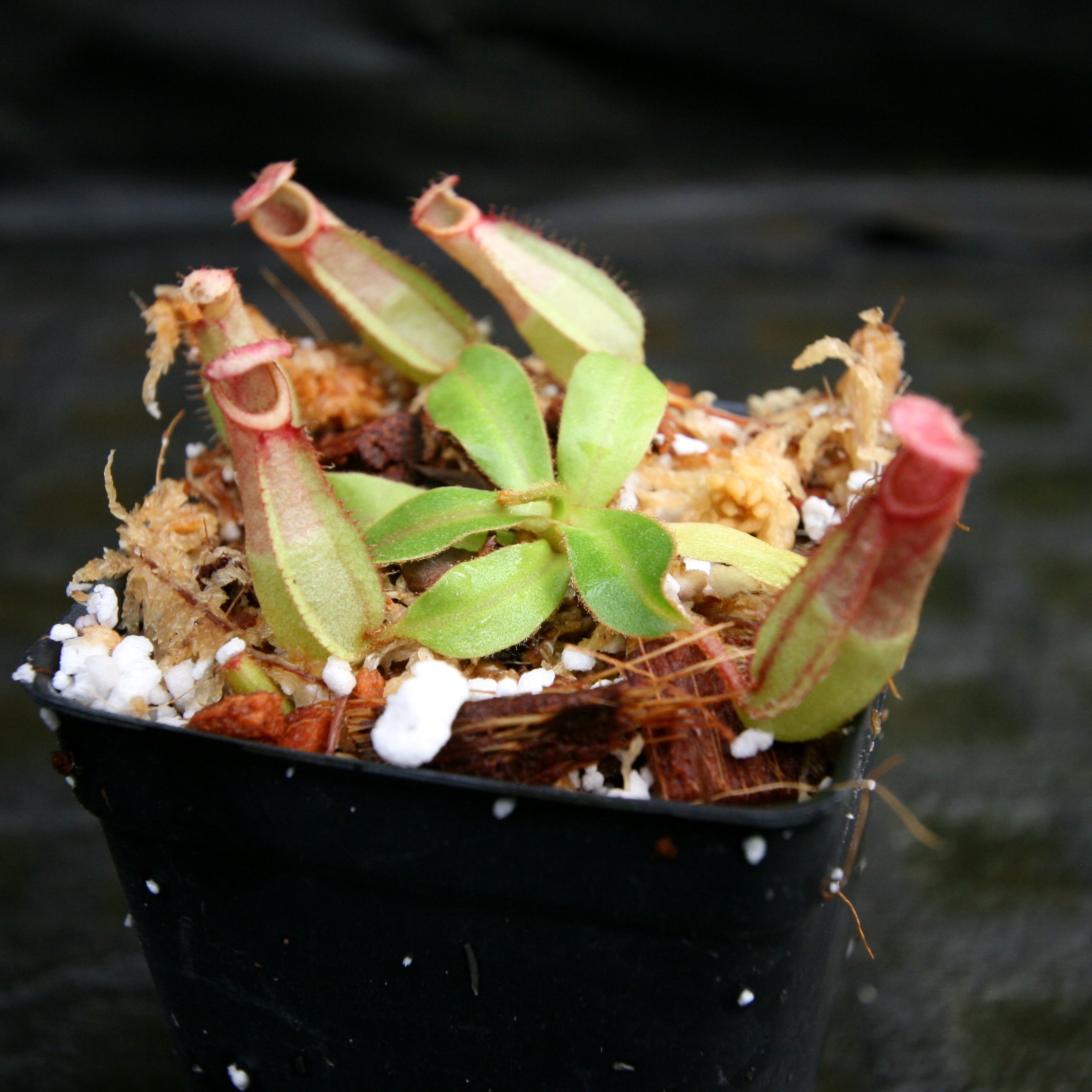 Nepenthes [(Viking x ampullaria) x northiana] x veitchii 'Pink