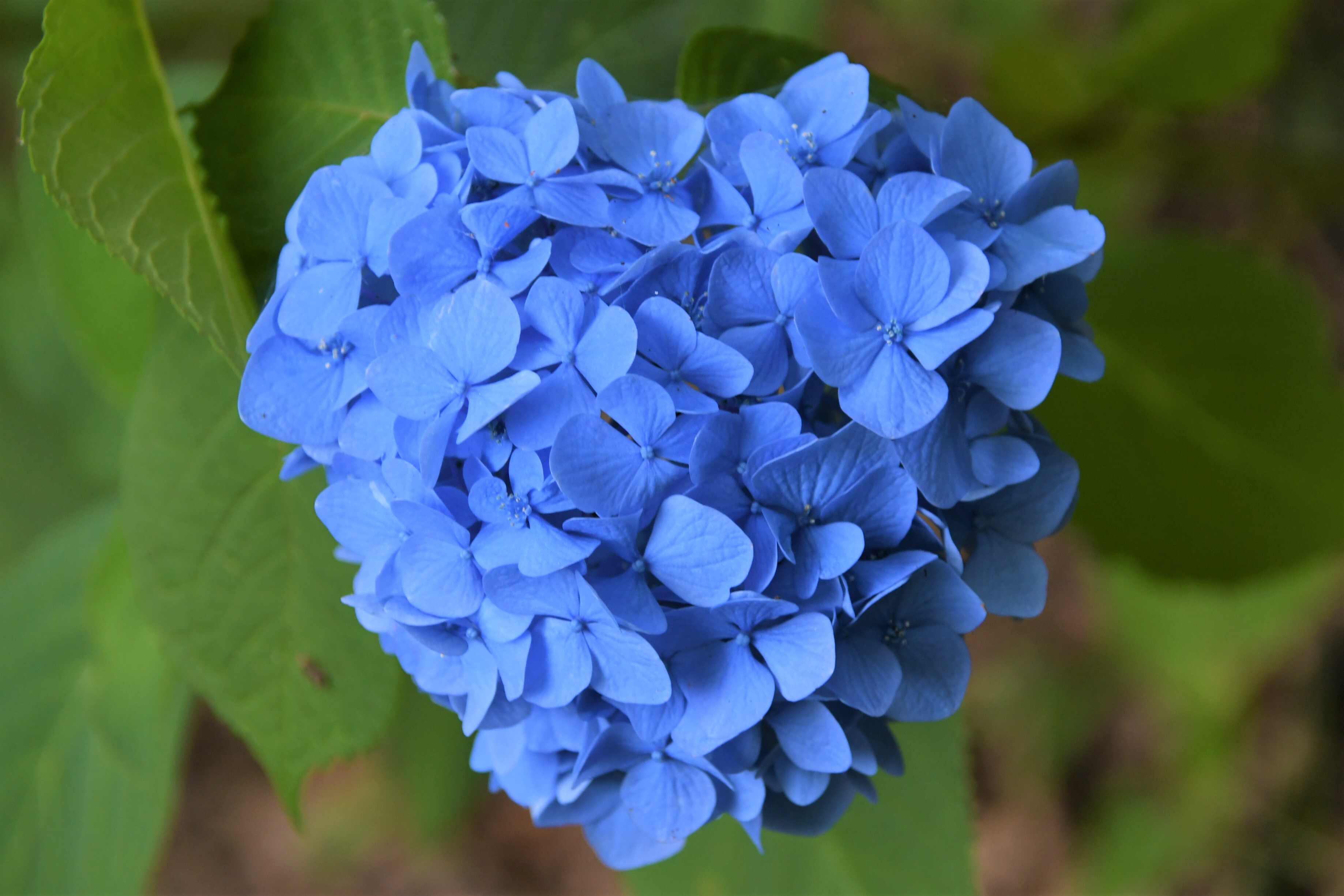 令和7年7月2日 色とりどりに咲き誇る ぬかた園地のあじさい | 東大阪市