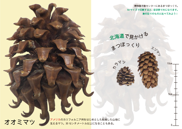 まつぼっくりって、どんなもの？／札幌市