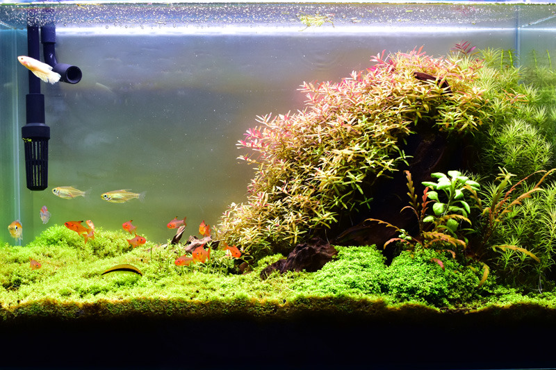 明るく綺麗なバックスクリーン「esAqua ライトスクリーン」レビュー