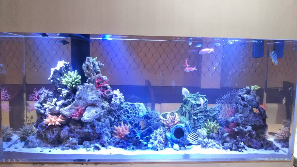 ライブロックとはなんぞや？？ – アクアリンクBlog