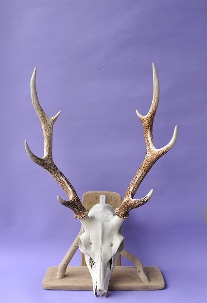 鹿の頭部用ディスプレイホルダー by GRAY and GREEN - 流木素材市場