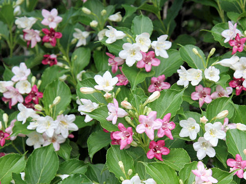 ハコネウツギ (Weigela coraeensis)