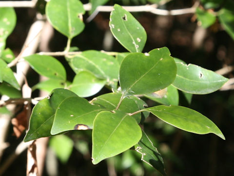 ネズミモチ (Ligustrum japonicum)