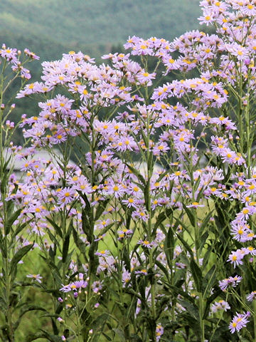 シオン (Aster tataricus)