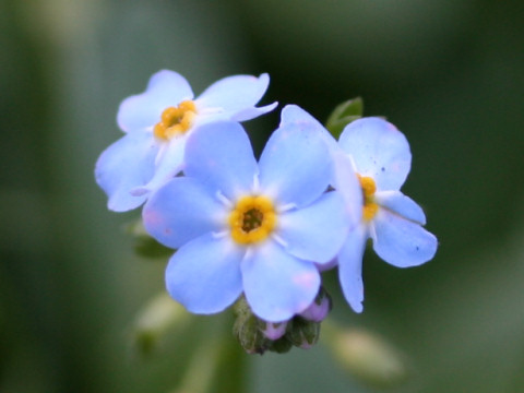 ワスレナグサ (Myosotis scorpioides)