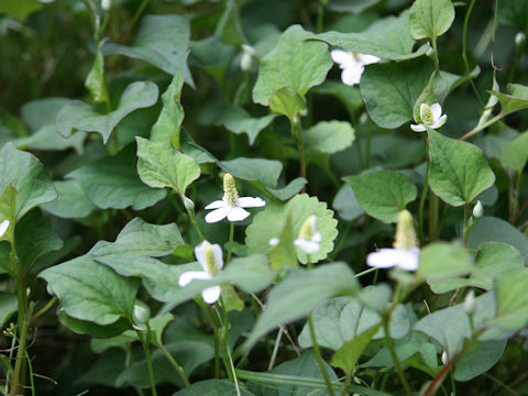 ドクダミ (Houttuynia cordata)