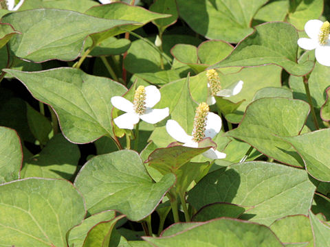 ドクダミ (Houttuynia cordata)