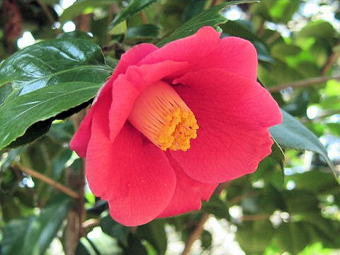ヤブツバキ (Camellia japonica)
