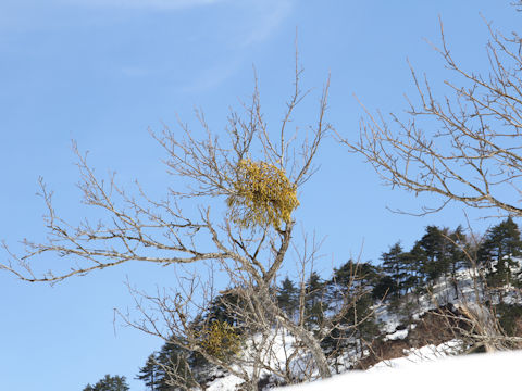 ヤドリギ (Viscum album ssp. coloratum)