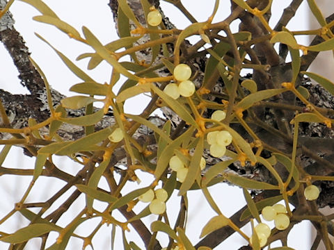 ヤドリギ (Viscum album ssp. coloratum)