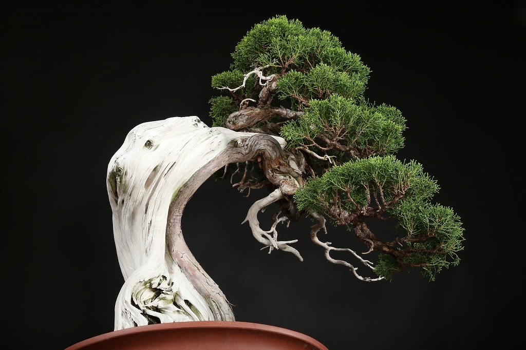 真柏 約250年 | 雨竹亭オンラインショップ