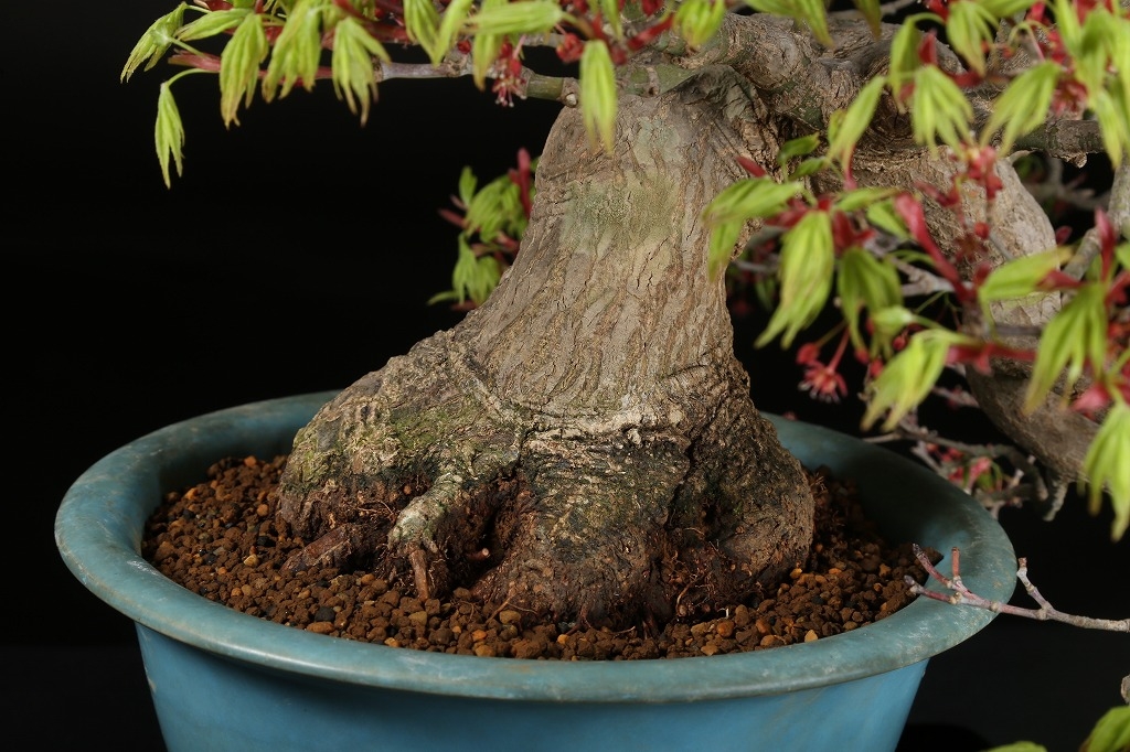 山もみじ 約50年 | 雨竹亭オンラインショップ