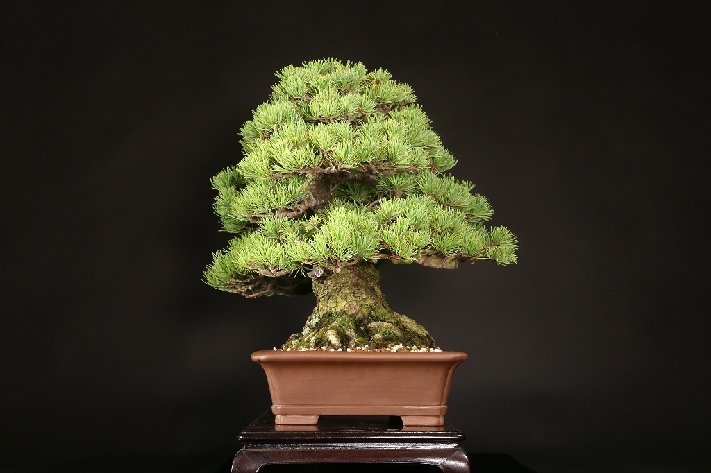 那須五葉松 約70年 | 雨竹亭オンラインショップ