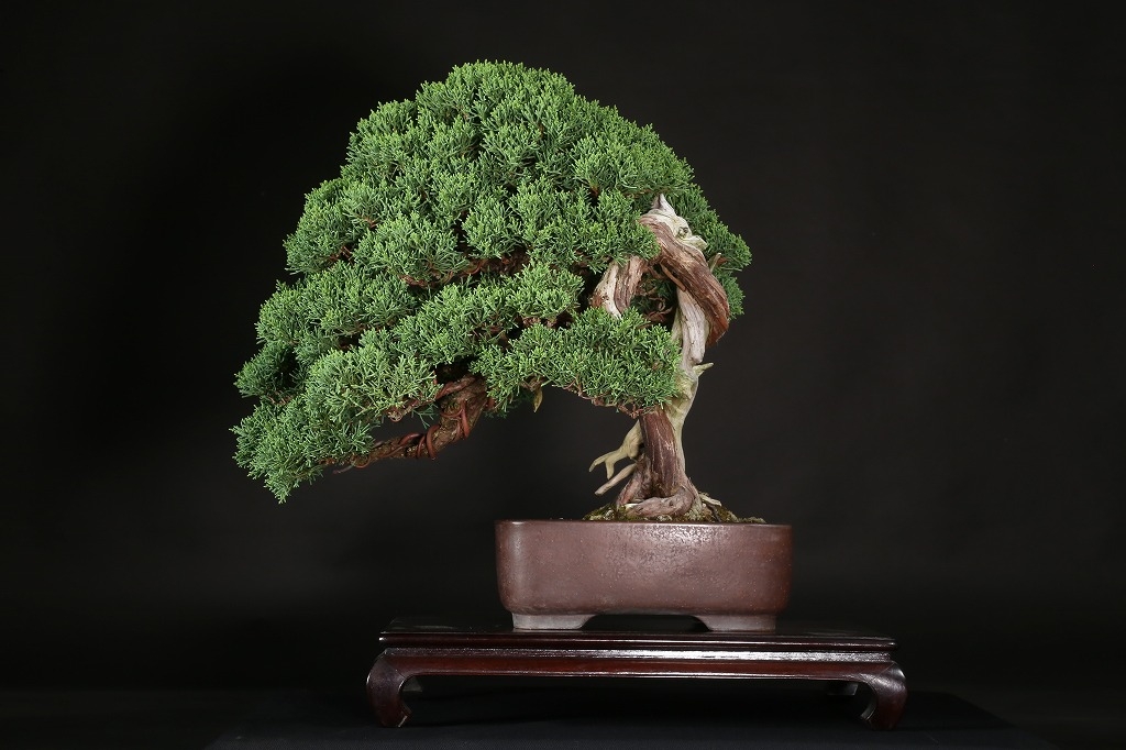 真柏 約50年 | 雨竹亭オンラインショップ