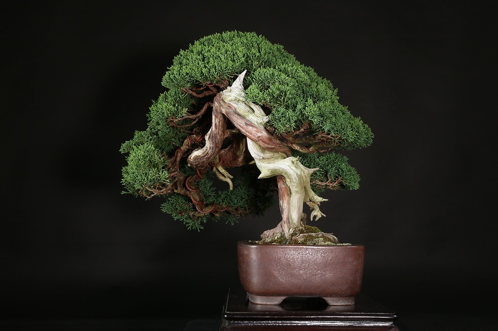 真柏 約50年 | 雨竹亭オンラインショップ