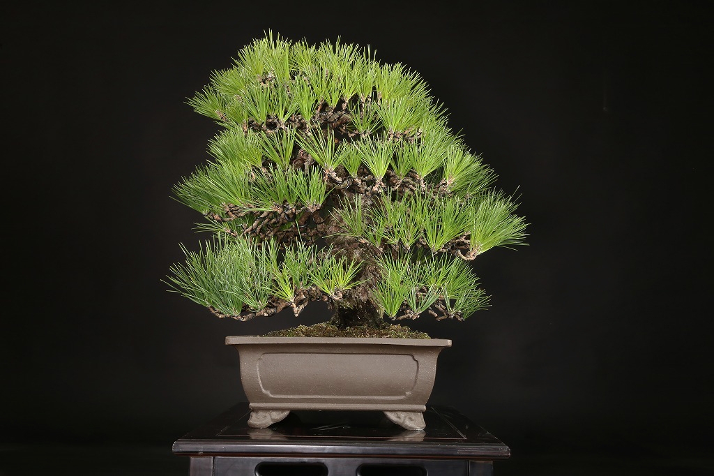 三河黒松 約80年 | 雨竹亭オンラインショップ