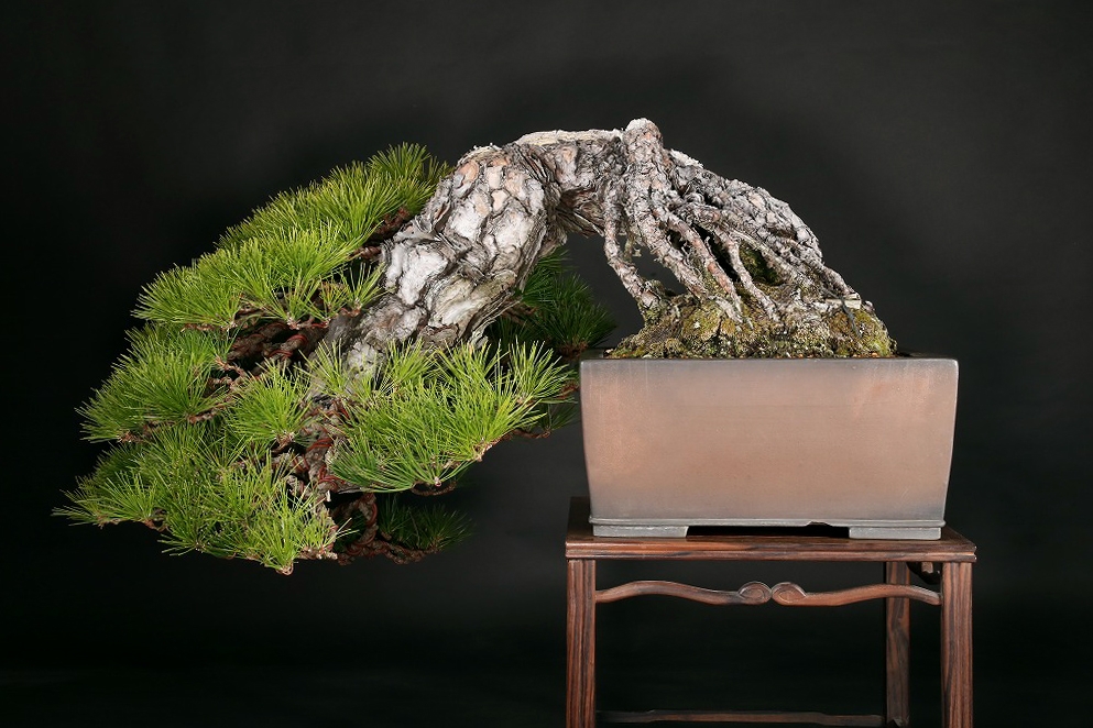 黒松 約150年 | 雨竹亭オンラインショップ