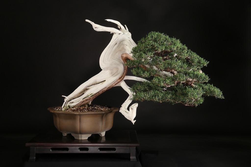 糸魚川真柏 約250年 | 雨竹亭オンラインショップ