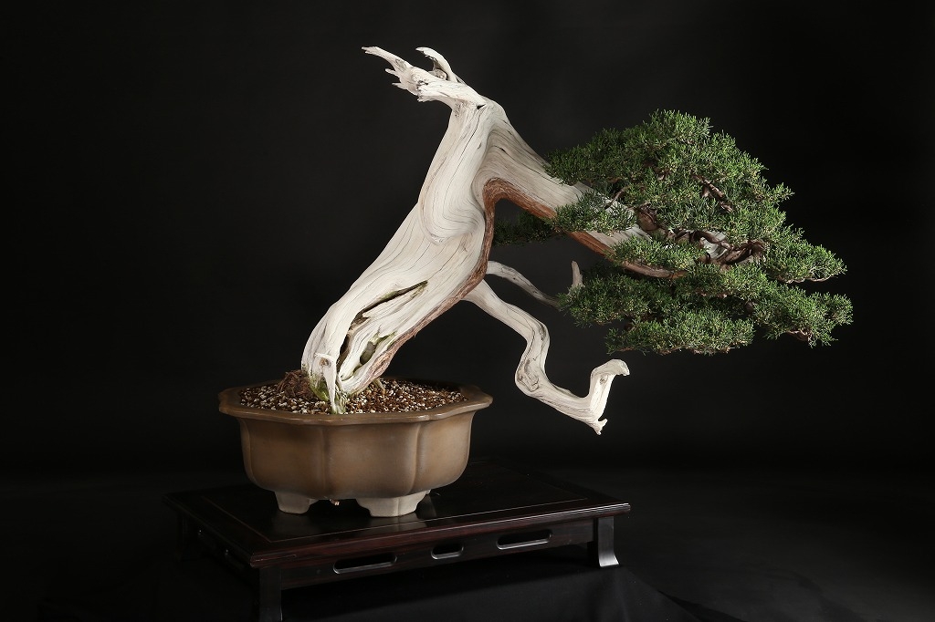 糸魚川真柏 約250年 | 雨竹亭オンラインショップ