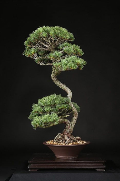 五葉松 約50年 | 雨竹亭オンラインショップ