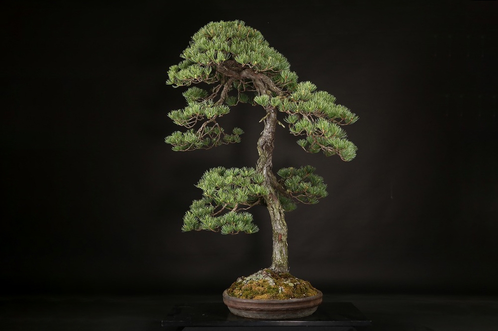 五葉松 約120年 | 雨竹亭オンラインショップ