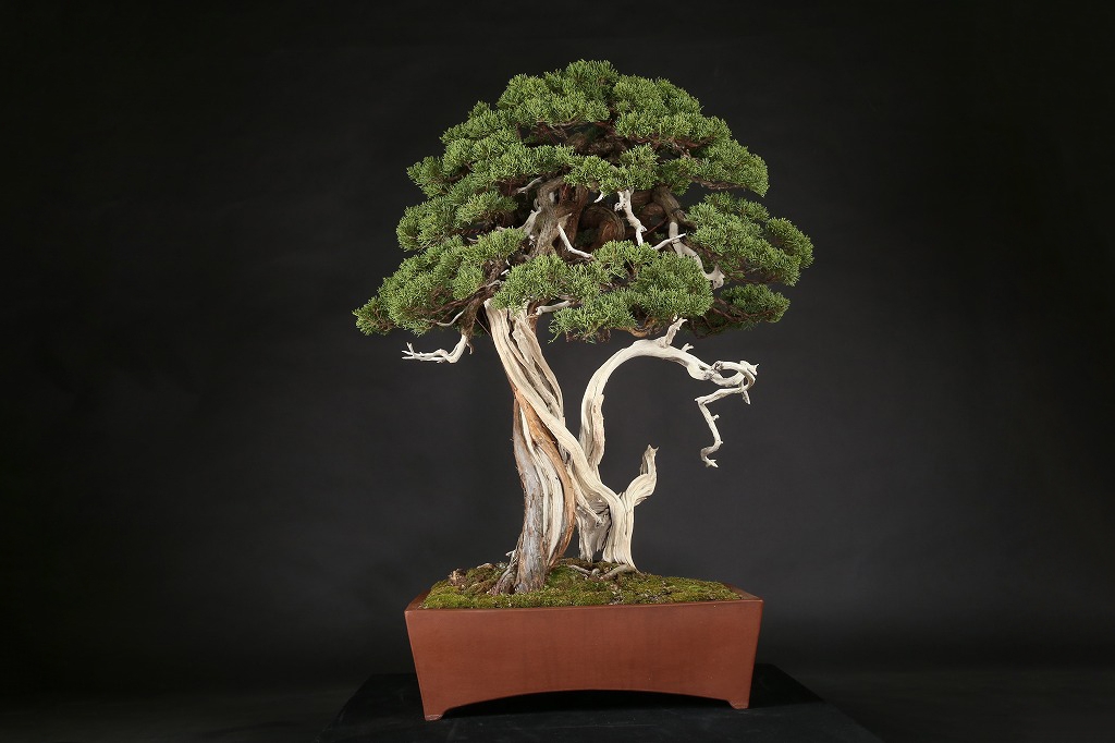 糸魚川真柏 約200年 | 雨竹亭オンラインショップ