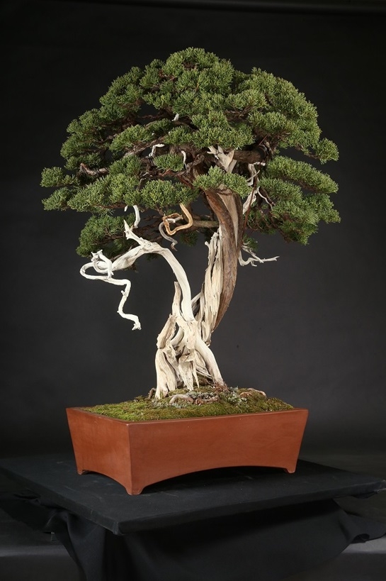 糸魚川真柏 約200年 | 雨竹亭オンラインショップ