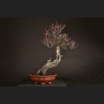 盆栽内の商品一覧 | 雨竹亭オンラインショップ