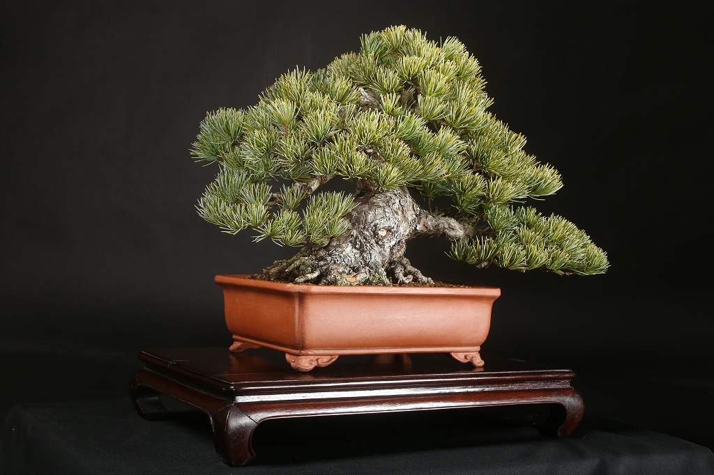 那須五葉松 約60年 | 雨竹亭オンラインショップ