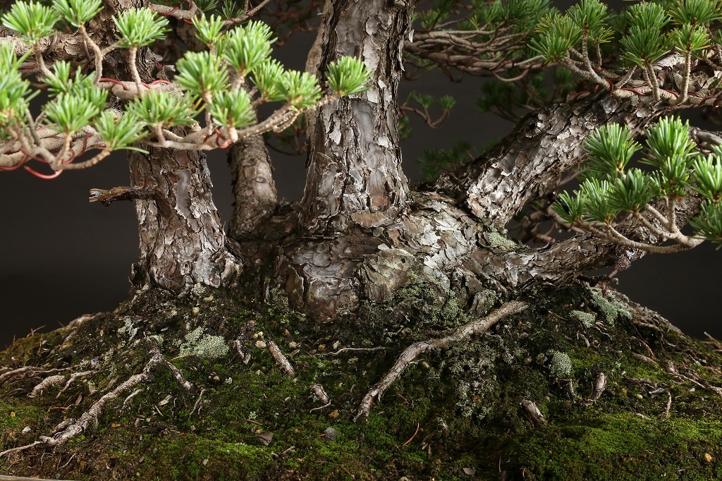 五葉松稀少種「茶臼」約80年 | 雨竹亭オンラインショップ