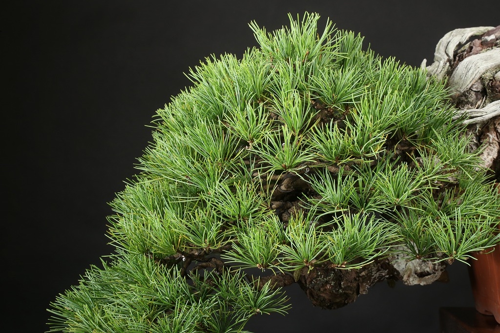 五葉松 約100年 | 雨竹亭オンラインショップ