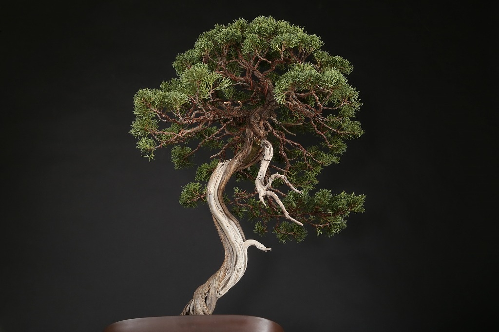 真柏 約80年 | 雨竹亭オンラインショップ