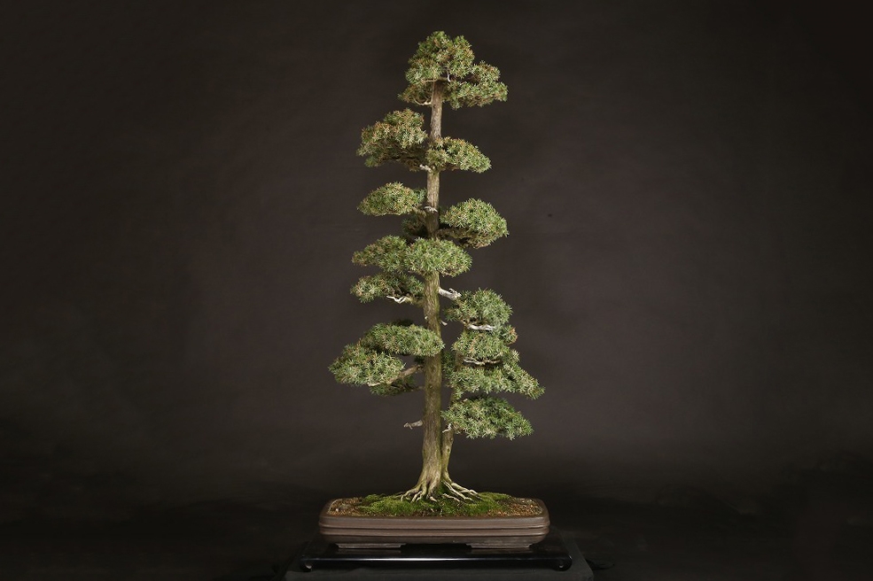 杜松 約70年 | 雨竹亭オンラインショップ