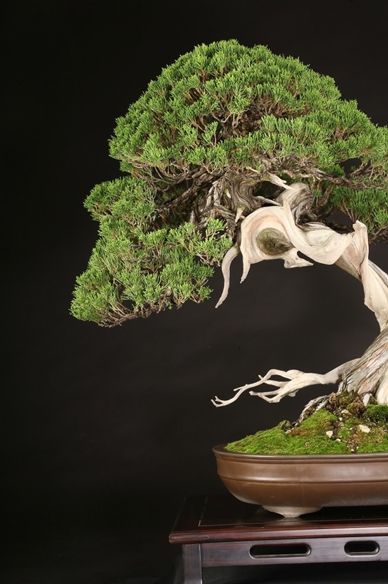 真柏 約200年 | 雨竹亭オンラインショップ