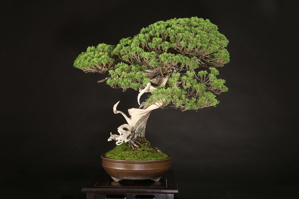 真柏 約200年 | 雨竹亭オンラインショップ