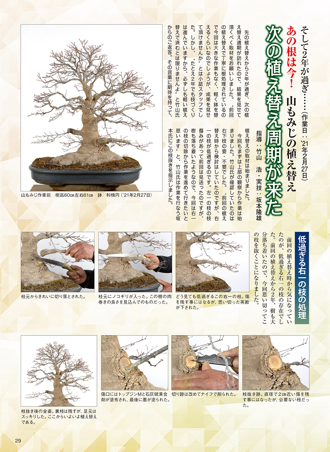 月刊「近代盆栽」2022年3月号 | 盆栽、盆栽書籍、盆栽鉢の通販│近代出版