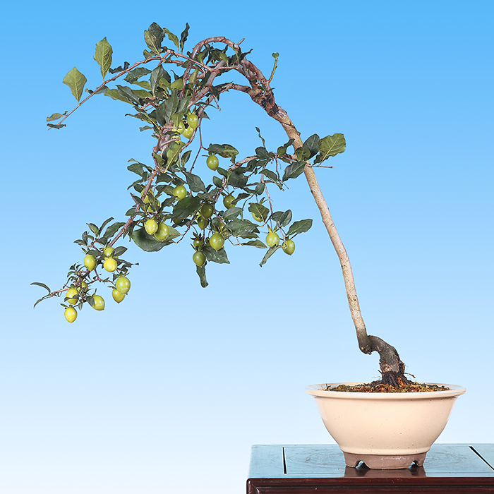 老爺柿 | 盆栽、盆栽書籍、盆栽鉢の通販│近代出版