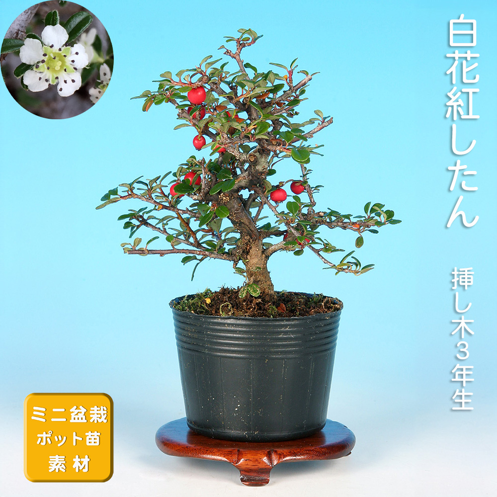 盆栽 | 盆栽、盆栽書籍、盆栽鉢の通販│近代出版