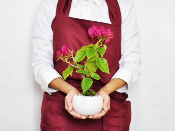 ブーゲンビリアの盆栽を販売｜盆栽妙 – 盆栽妙 本店