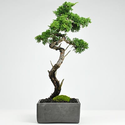 樹齢20年 特選五葉松の盆栽 を販売｜入門は盆栽妙 – 盆栽妙 本店