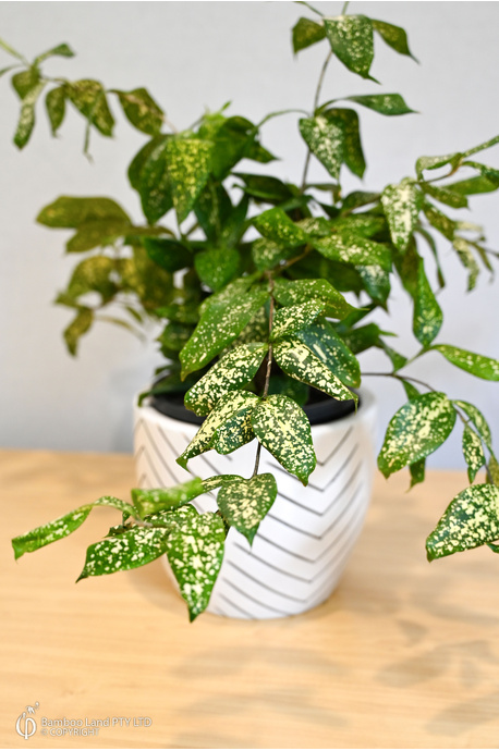 Dracaena surculosa 'Florida Beauty'