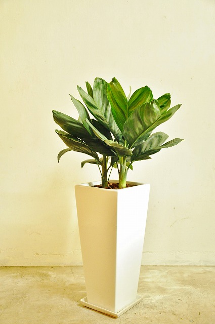 チャメドレア・テネラ(テネラヤシ)