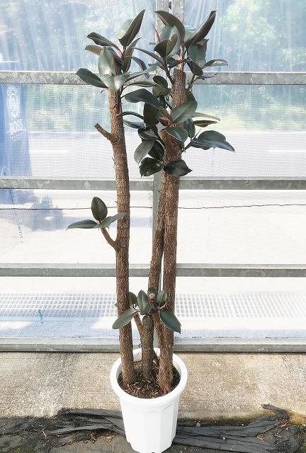 フィカス・バーガンディ